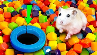 🌈🐹Hamster Escape Maze with Colorful Traps  Cute Hamster pets Maze 😱 hamsterescape mazediytraps [upl. by Tyra]