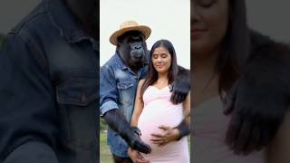 Gorilla pregnant wife funny video funny animalhumor animals funnyanimlasanimaljoke bgmmonkey [upl. by Fullerton]