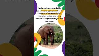 Learn All About Elephants For Kids  Kids Learning Videos  Elephants Kids Littletopia TV [upl. by Kym]