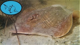 Danger on the beach  Atlantic Stingray [upl. by Sabra85]