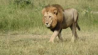 Plains Camp Male Lions with Ximungwe Pride  10 February 2024 [upl. by Johnsson]