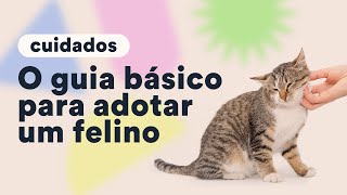 O que fazer antes de adotar um gato  Petz TV Cuidados [upl. by Korwin]