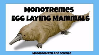 Monotremesegg laying mammals [upl. by Roddy]