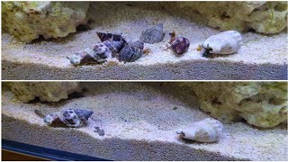 Adding Nassarius and Fighting Conch Snails for my sand bed [upl. by Ester]