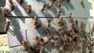 Abeilles Une colonie dabeilles vient de sinstaller dans une petite ruche [upl. by Obeded424]