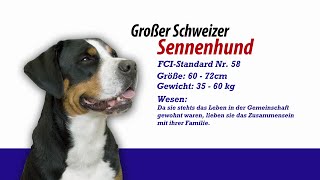 Meister PETz TV  Großer Schweizer Sennenhund [upl. by Oiramrej]