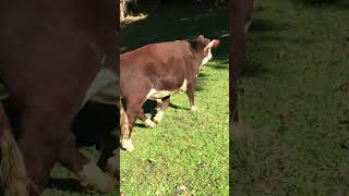 Hereford bull move N day [upl. by Augie]