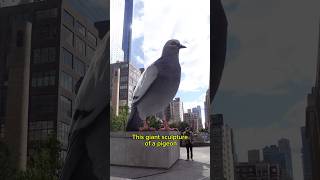 Giant PIGEON takes over NYC [upl. by Adlecirg955]