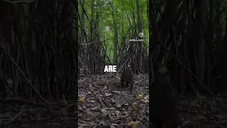 Beginnings amp Ends 🔐 quotes quote motivation motivational nature cat cats shortvideo best [upl. by Namdor]