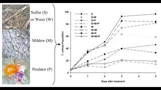 Predatory Mites and Powdery Mildews Disrupting Spider Mites in Tandem [upl. by Akener]