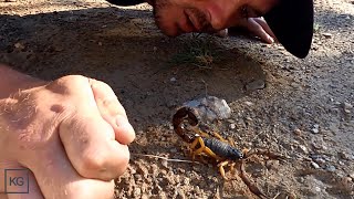 Giant Deadly Scorpion Africas largest Venomous Scorpion Taking Scratches [upl. by Pack]