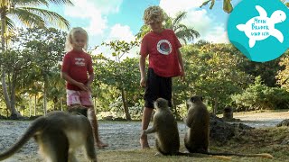 Auf Entdeckungstour  Mein Bruder und ich in der Karibik  SWR Kindernetz [upl. by Dominik575]