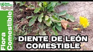 DIENTE DE LEÓN 🌱 una planta 🥗 COMESTIBLE– aprende a identificarla y consumirla [upl. by Mitzl]