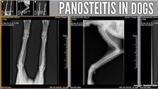 Bone Inflammation PANOSTEITIS in Dogs [upl. by Ric]