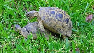 how do turtles mate video turtles mating noise turtles [upl. by Mancino]