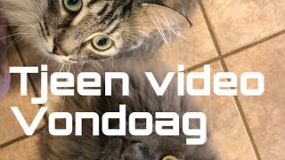 Tjeen video vondoag [upl. by Cassilda]