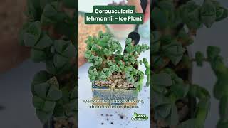 Corpuscularia Iehmannii  Ice Plant [upl. by Jenda22]