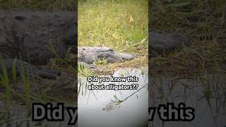 Cool alligator fact🐊 factoftheday coolfacts coolanimals animals alligator reptiles learning [upl. by Sherri]