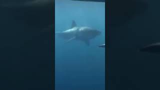 Nager avec le grand requin blanc  ushaka animaux [upl. by Ecyob965]