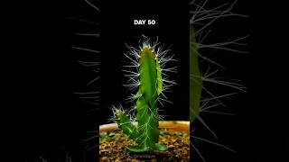 Dragon Fruit Cactus Timelapse  200 days in 40 seconds [upl. by Nickola]