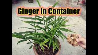 How To Grow Ginger In Containers  Easy amp Best Method To Grow Ginger Plants Full 6 months Result [upl. by Jeggar]