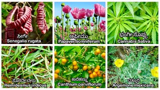 Plants names in kannada and Plants botanical names [upl. by Rivkah]