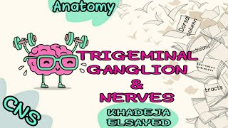 ✅✅TRIGEMINAL GANGLION [upl. by Hiller]