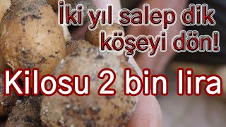 İki dönüm salep dik köşeyi dön [upl. by Suirtemid16]