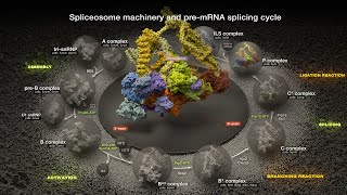 Molecular Mechanisms of Splicing Spliceosome Machinery and PreMessenger RNA Splicing Cycle [upl. by Mccandless280]