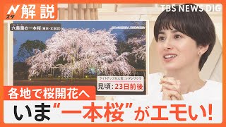 桜の開花まもなく！「桜に会いに行く」いま“一本桜”がエモい！旅行予約サイト厳選スポット【Nスタ解説】｜TBS NEWS DIG [upl. by Ereynihc]