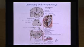 Neural basis of central auditory system function and disorder [upl. by Vince]