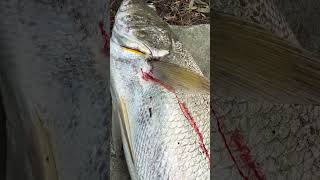 97cm Mulloway fishing fish mulloway [upl. by Zea]