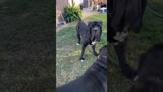 Neapolitan Mastiff Protects Owner From Other Mastiff [upl. by Hardin]