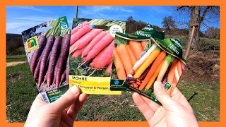 Karotten zwei mal im Jahr anbauen 🥕🥕 Karotten im Garten von der Aussaat bis zur Ernte  Freiland 🥕 [upl. by Menendez]