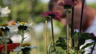 Echinacea waar zet je hem in de tuin  Tuinmanieren [upl. by Aziaf]