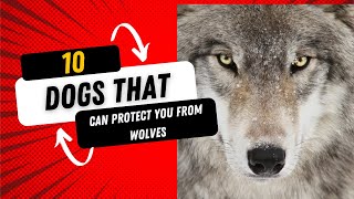 10 Dogs That Can Protect You From Wolves [upl. by Etterb]