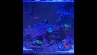 Basic Reef tank  a few new additions [upl. by Selda385]