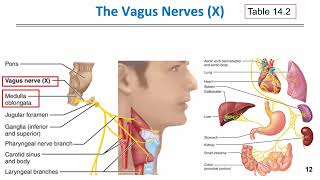 BIOL 201 Cranial nerves IX to X [upl. by Oirasec]