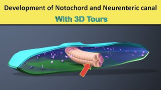 Neuronantomy Chapter 18Development of spinal cord part 1embryologycnsembryologyneurologymbbs [upl. by Conti637]