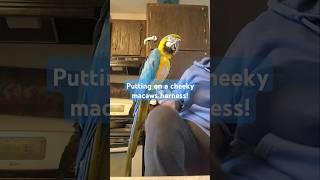 Putting on Ringos harness macaw parrot bird pet petcare rescuebirds animal petshorts cute [upl. by Doraj]