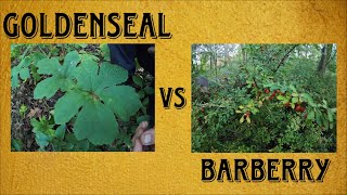 Goldenseal vs Barberry  Why Barberry Is The Best Choice [upl. by Desdee]