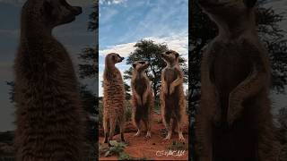 Meerkats of the Kalahari funny curious animals meerkats tswalu kalahari [upl. by Noella607]