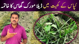 How to control deela cyperus rotundus in cotton crop  Abid Ali Agrarian [upl. by Jahdiel]