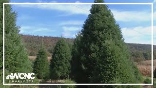 White House staff to choose Christmas tree from North Carolina on Monday [upl. by Zadack]