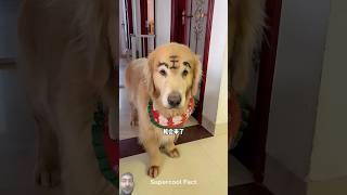 dog funny withsofia alexandsofia [upl. by Hanschen]