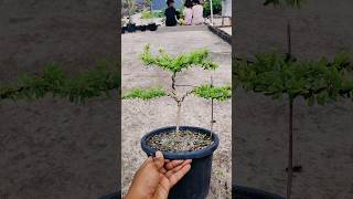 How to make Bonsai blue bell desmodium blue baraya bonsai bonsaitree creative bonsailover [upl. by Maite573]