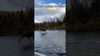 Moose running on the water animals shorts wildmoose [upl. by Nodarb]