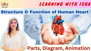 V8 Human circulatory system Human Heart Structure and Function Life Processes [upl. by Ambie325]