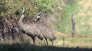 Emu attack [upl. by Petie]