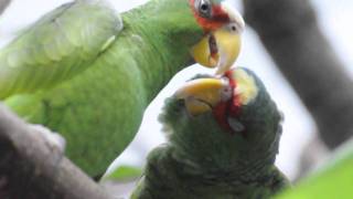 White fronted Amazon Couple [upl. by Gilford]